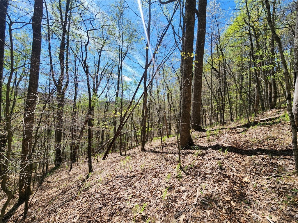 Lot 13 Shady Bark Lane Boone, NC 28607 - Photo 13 of 16 a backyard of a house with lots of green space