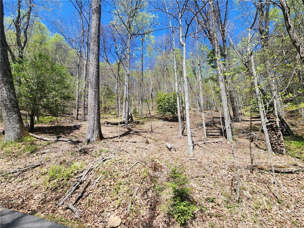 Lot 13 Shady Bark Lane Boone, NC 28607 - Photo 9 of 16 a view of tall trees with some trees