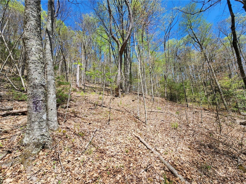 Lot 13 Shady Bark Lane Boone, NC 28607 - Photo 10 of 16 a view of a yard with trees