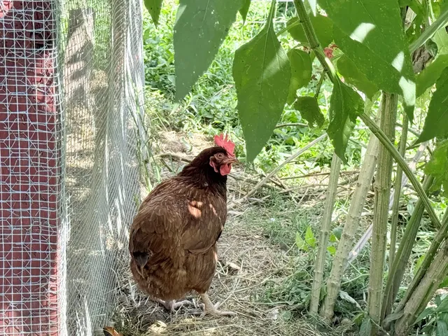 $694,888 | 10809 Beaver Dam Road, Murphy, NC 28906