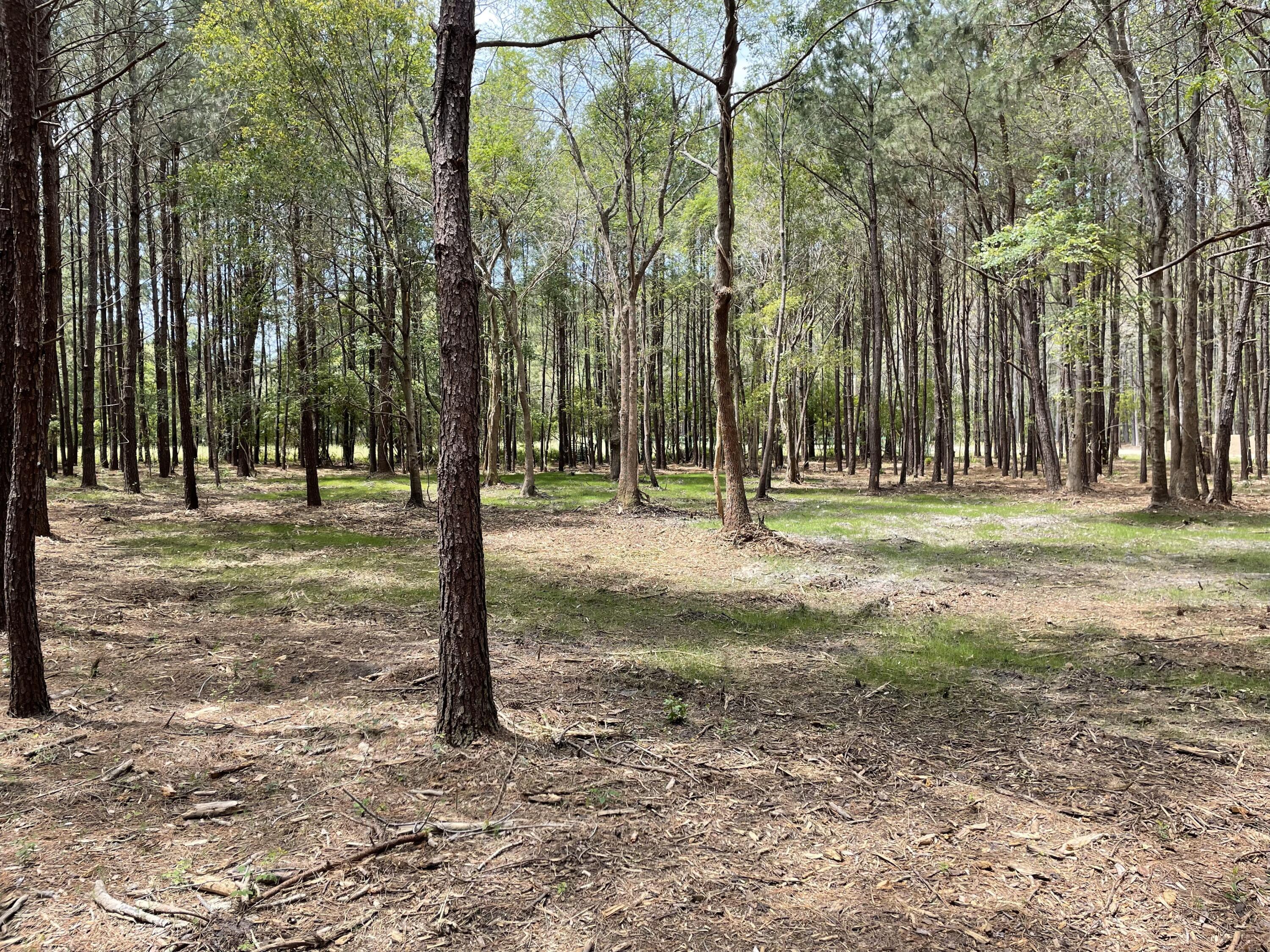 5 Sampson Road Ridgeville, SC 29472 - Photo 2 of 12 IMG_1290
