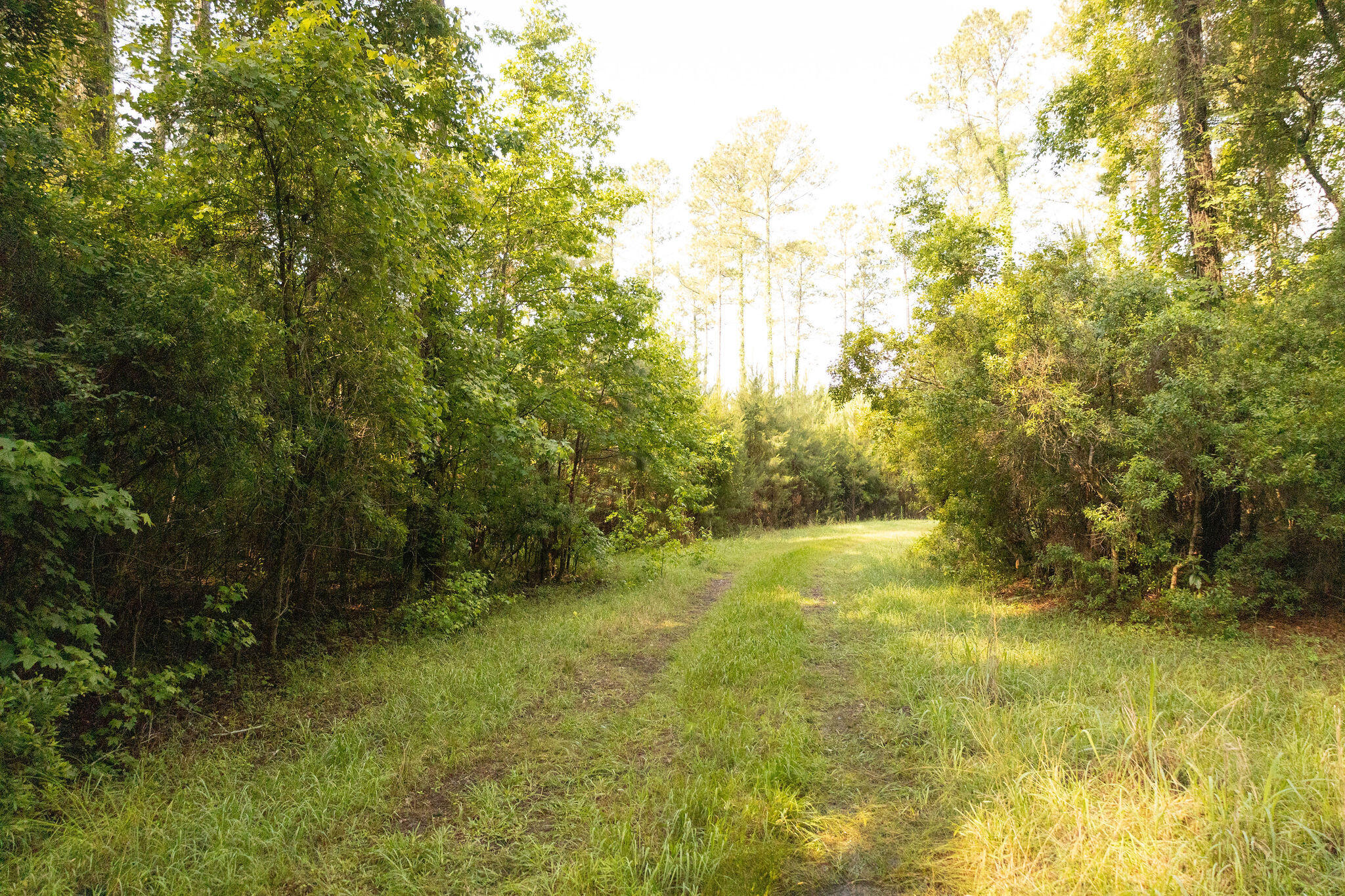1 A Red Oak Road Cottageville, SC 29435 - Photo 4 of 14 IMG_7990