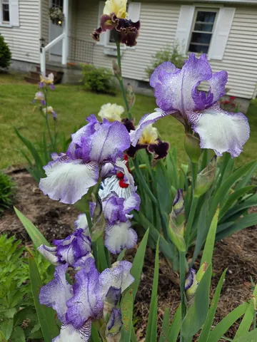 $389,900 | 188 Sawyers Crossing Road, Swanzey, NH 03446