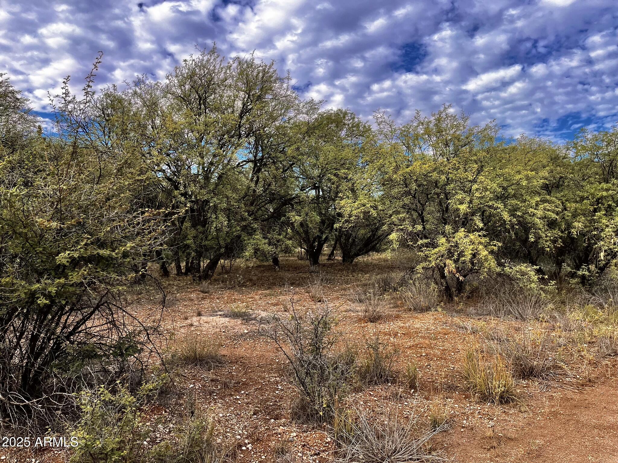 5380 North Barbara Lane, Unit 631 Rimrock, AZ 86335 - Photo 12 of 18 a view of a yard with a tree