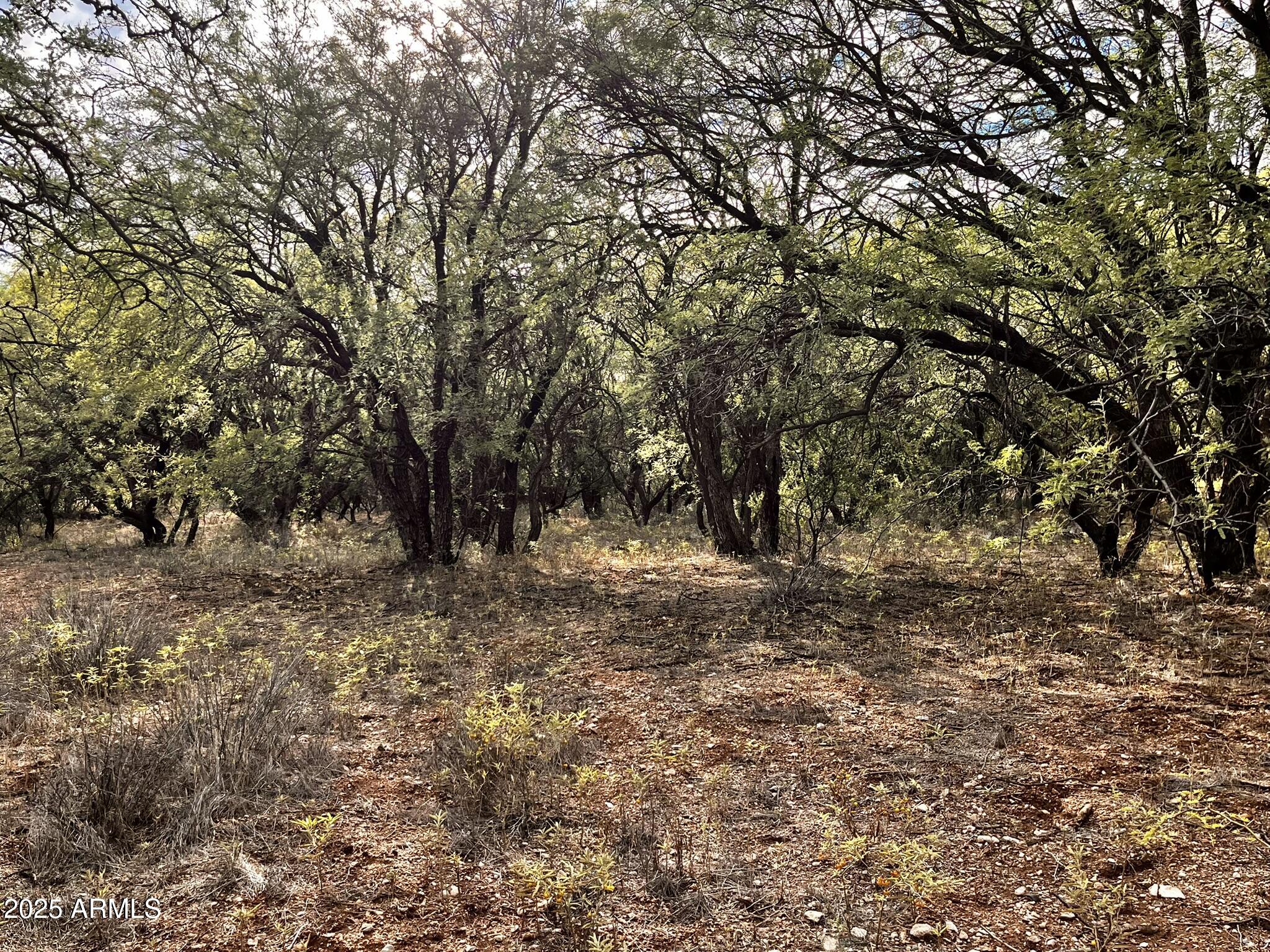 5380 North Barbara Lane, Unit 631 Rimrock, AZ 86335 - Photo 15 of 18 a view of a yard with a tree