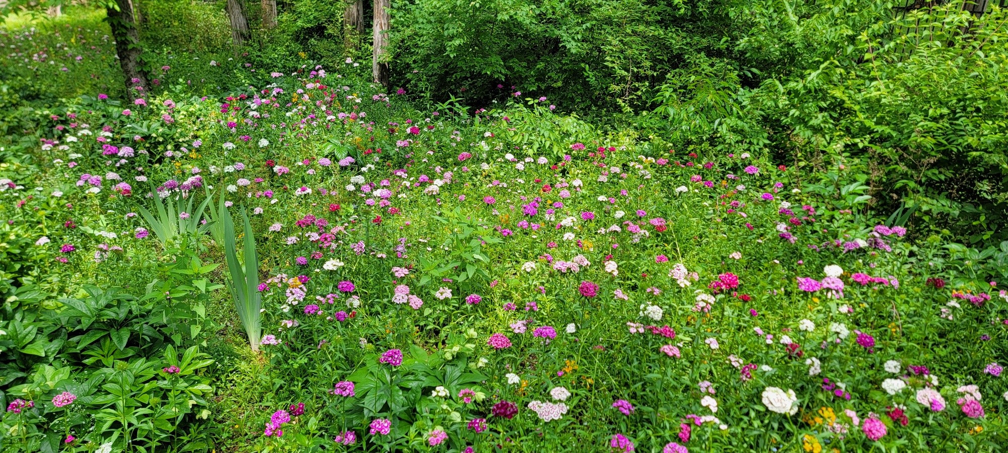 1810 Waterford Road Murfreesboro, TN 37129 - Photo 43 of 43 a view of a flower garden in a backyard