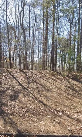a view of a road with large trees