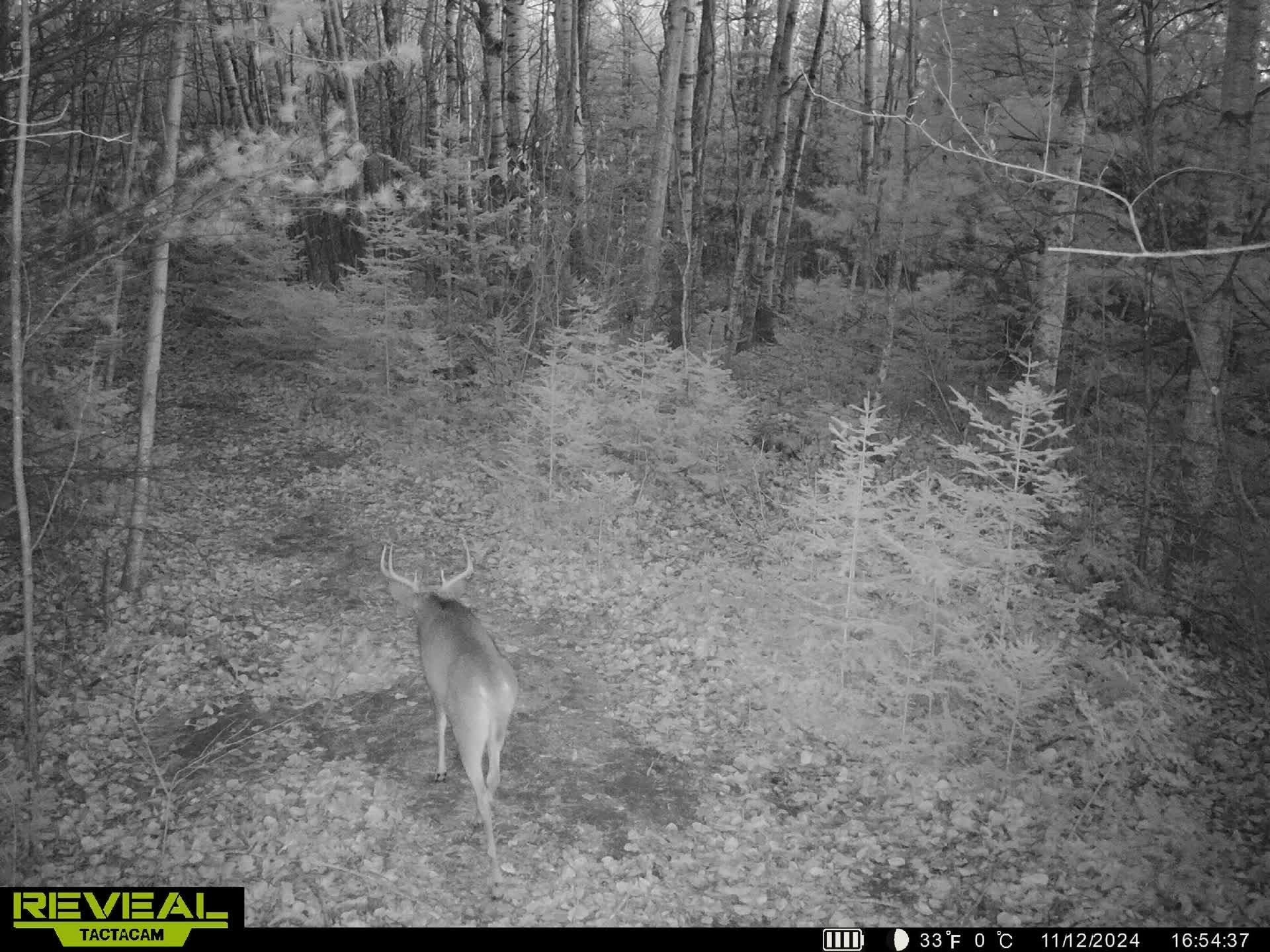 Right Of Way Road Pembine, WI 54156 - Photo 3 of 6