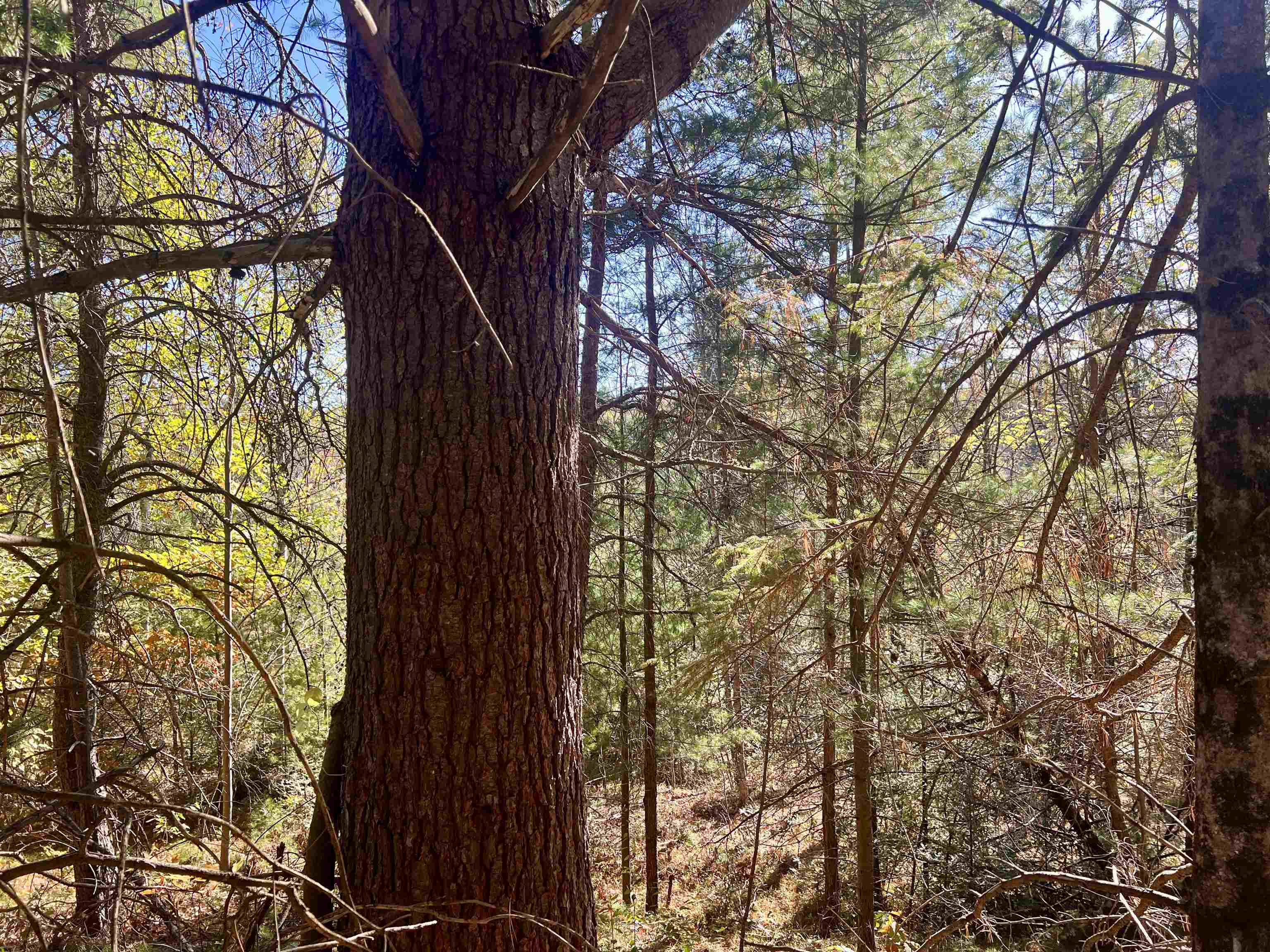 Right Of Way Road Pembine, WI 54156 - Photo 6 of 6