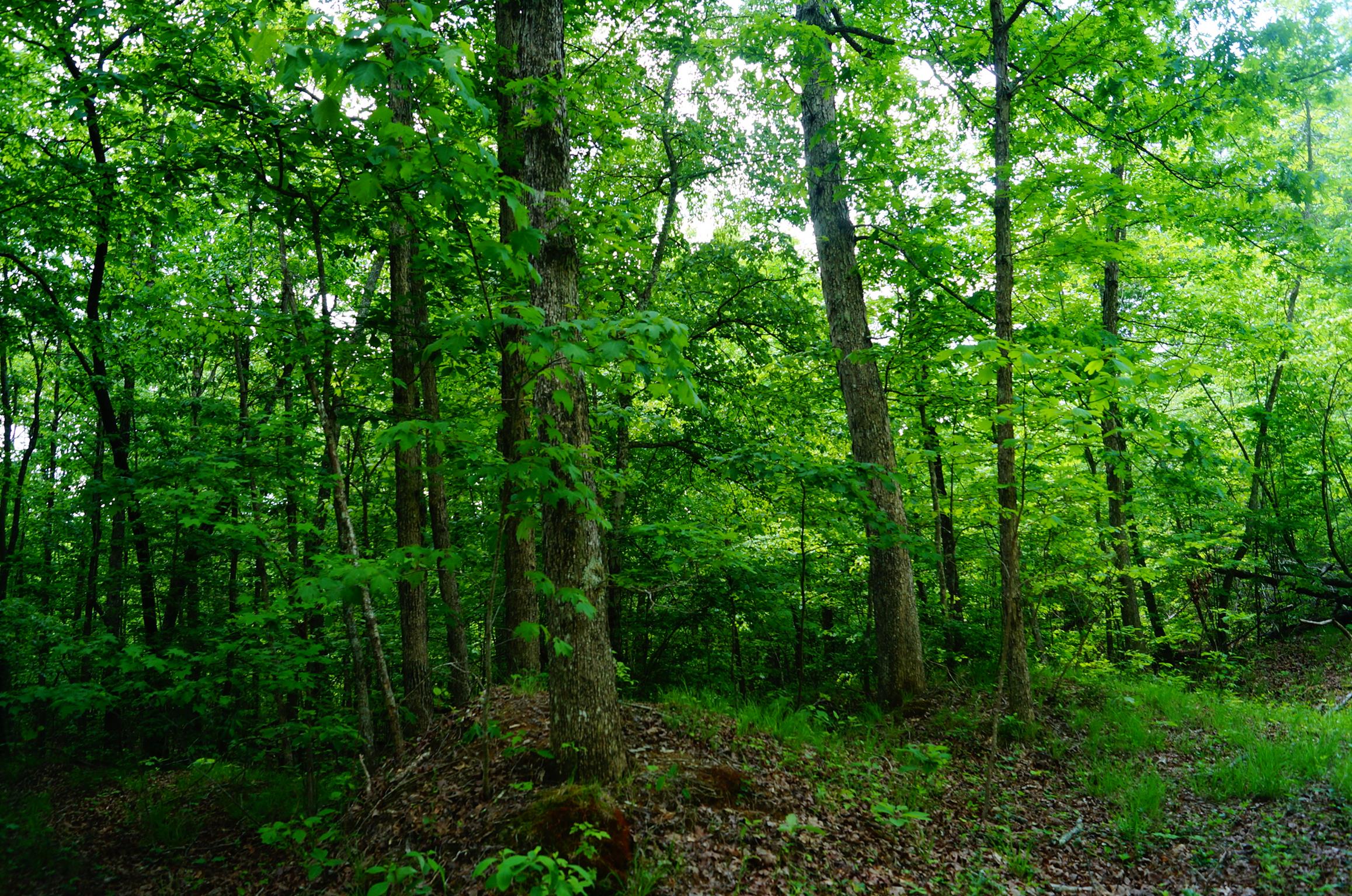 1 Hendon Road Graysville, TN 37338 - Photo 14 of 30 Gallery Image 14