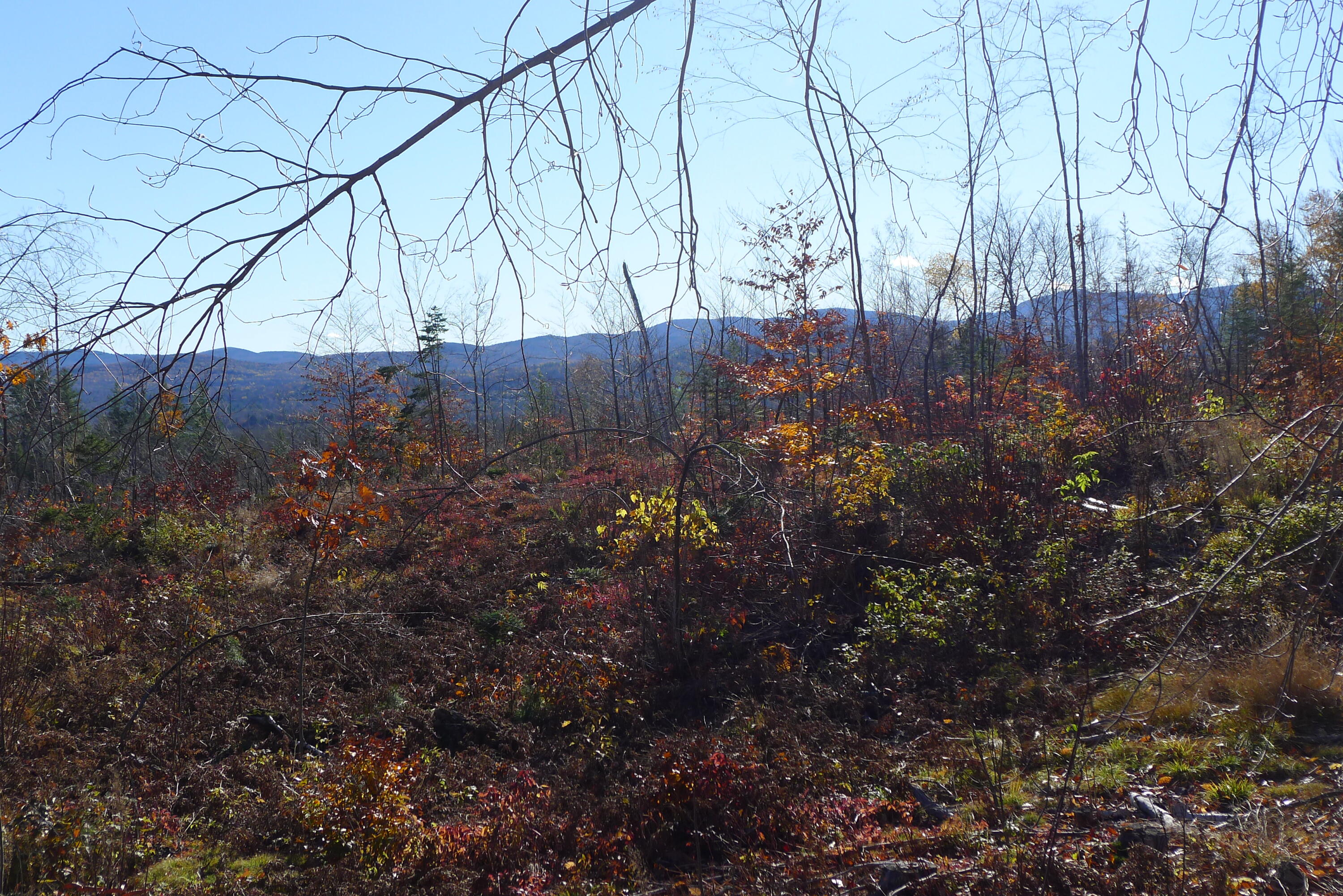 0 Reed's Mill Road Phillips, ME 04966 - Photo 11 of 15 5.44 surveyed acres