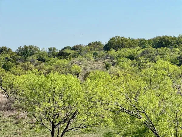 a view of a field with a tree