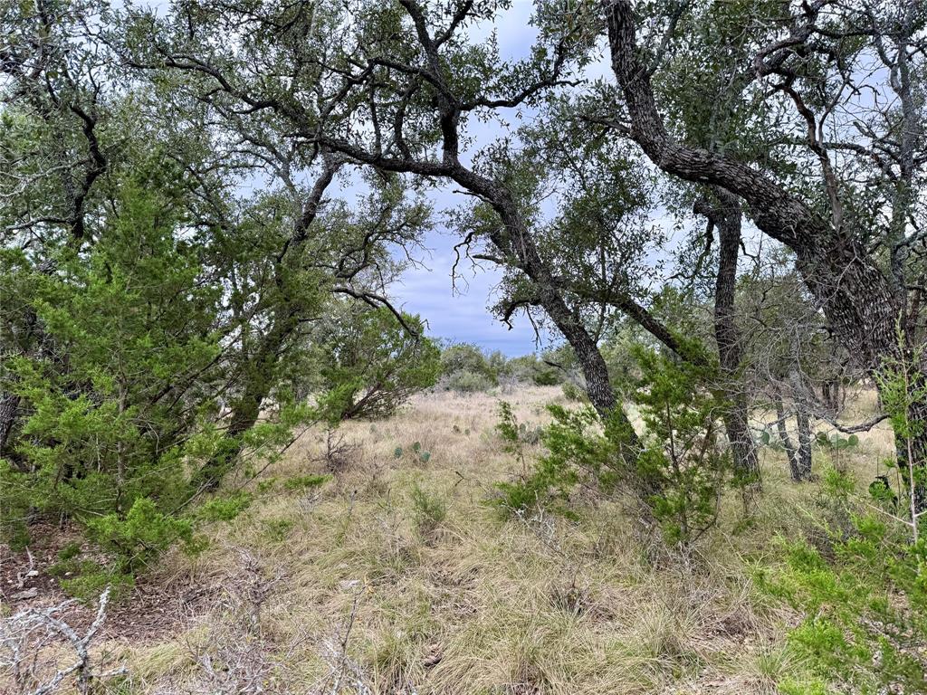 9455 County Road 189 Bangs, TX 76823 - Photo 4 of 40 a view of a tree in a yard