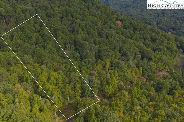 a view of a forest that has a tree