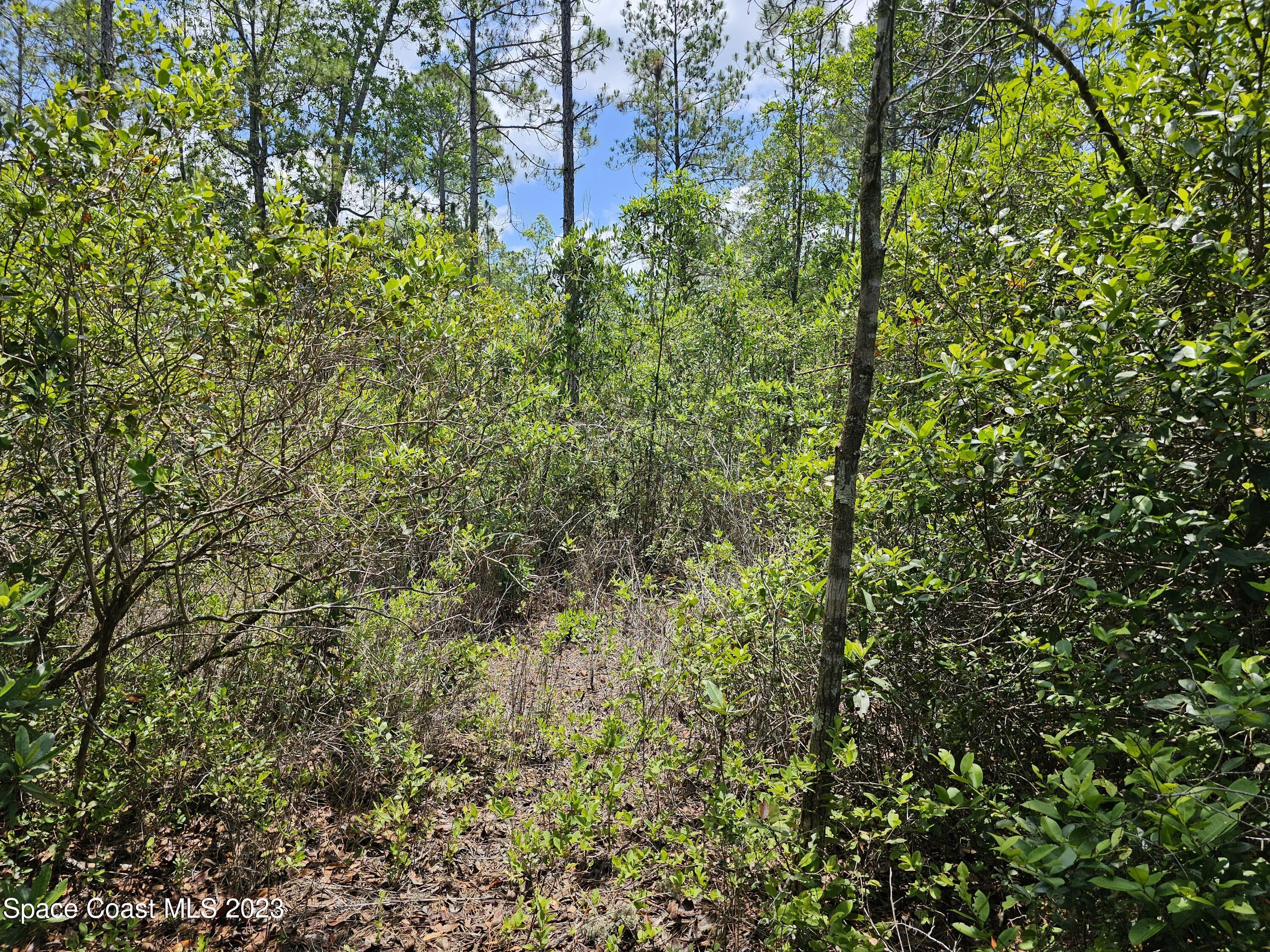 731 Old Bubbly Road Pierson, FL 32180 - Photo 7 of 22 20230516_123433