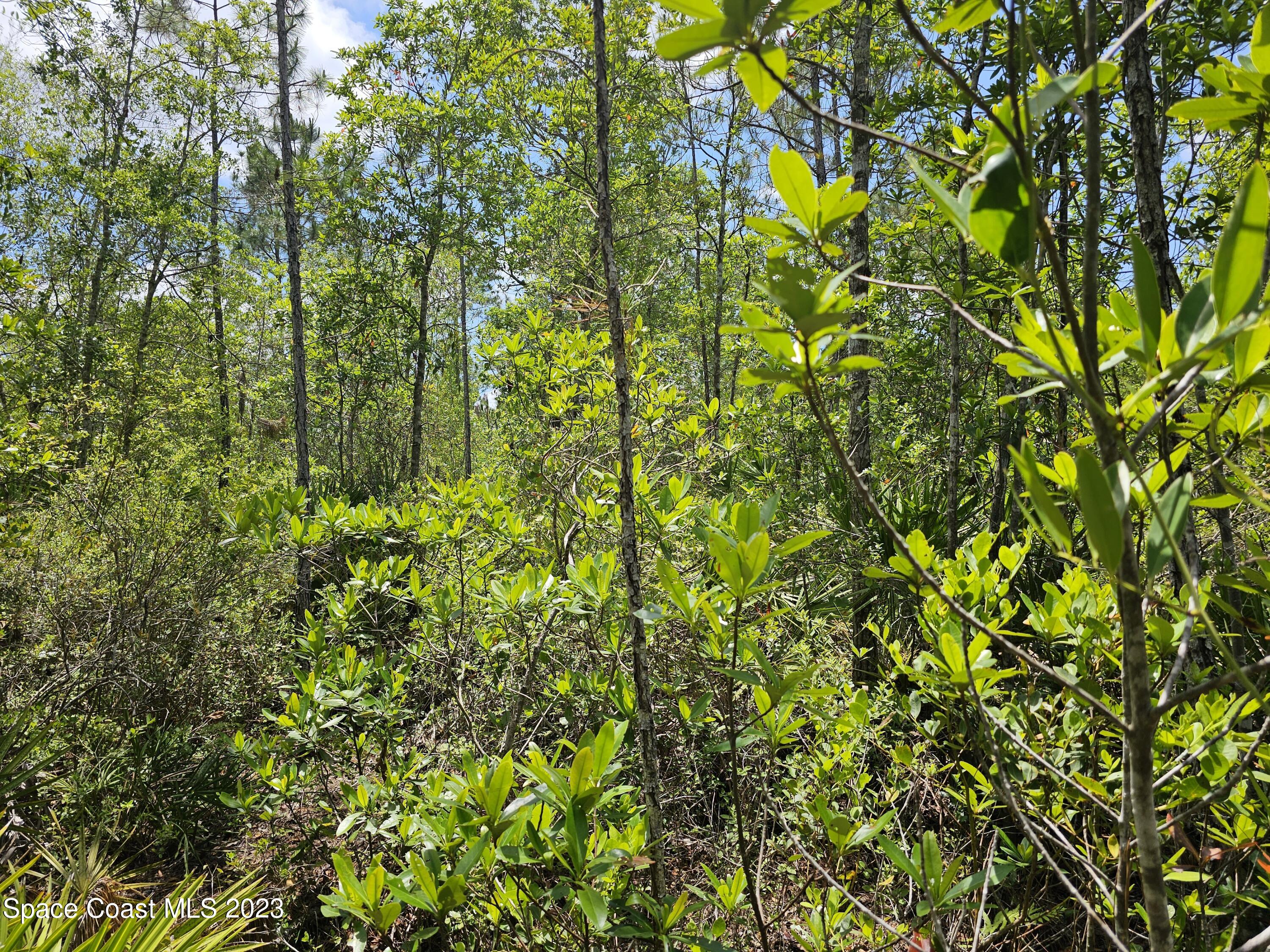 731 Old Bubbly Road Pierson, FL 32180 - Photo 9 of 22 20230516_123345