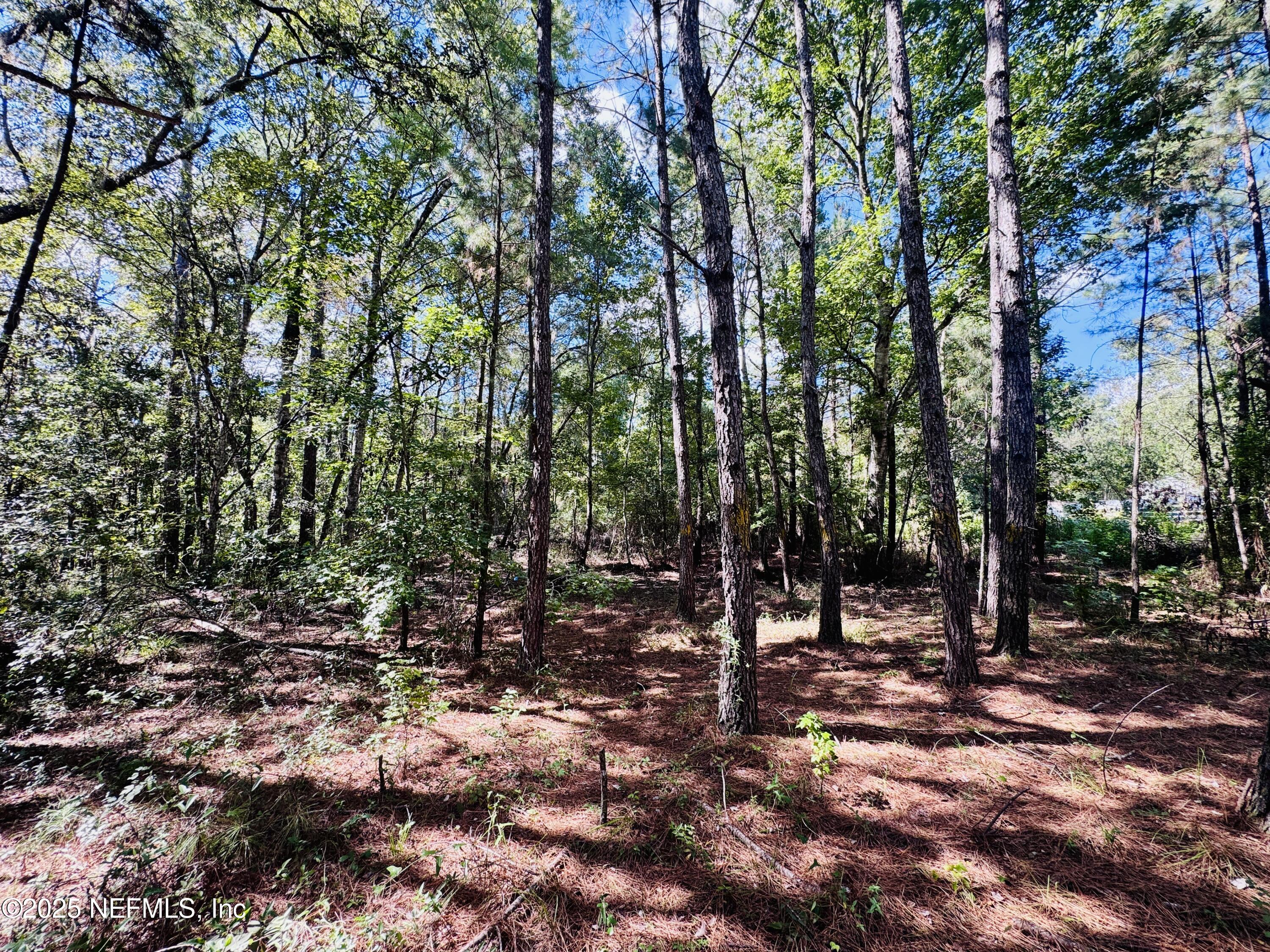 3923 Skipper Road Middleburg, FL 32068 - Photo 3 of 10 a view of a forest with trees