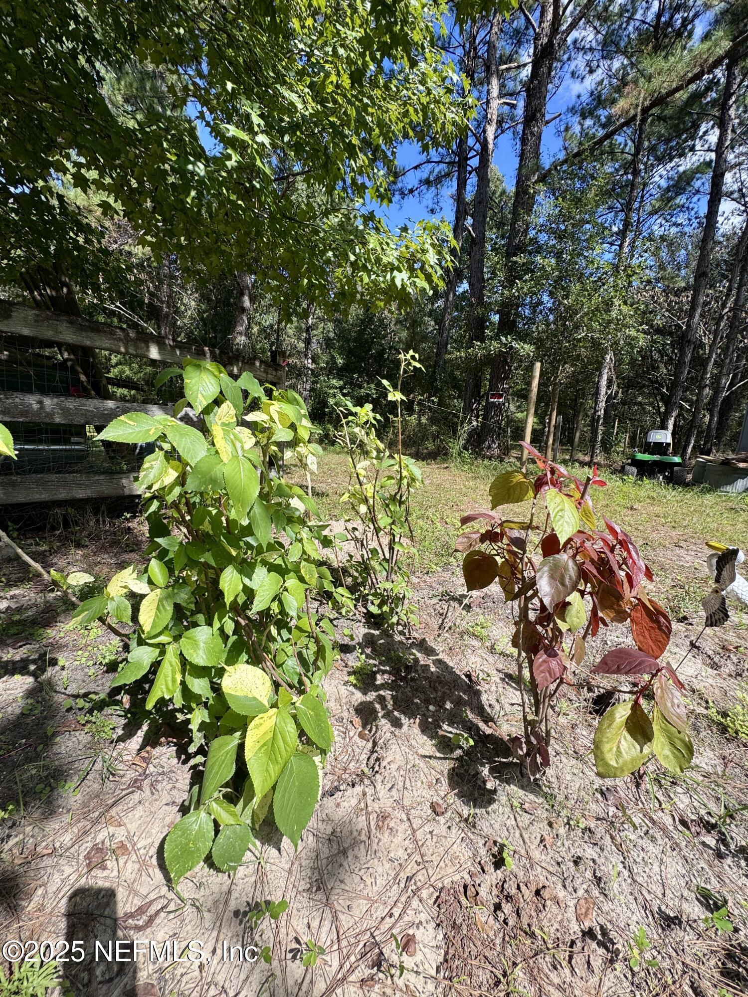 3923 Skipper Road Middleburg, FL 32068 - Photo 7 of 10 a view of yard