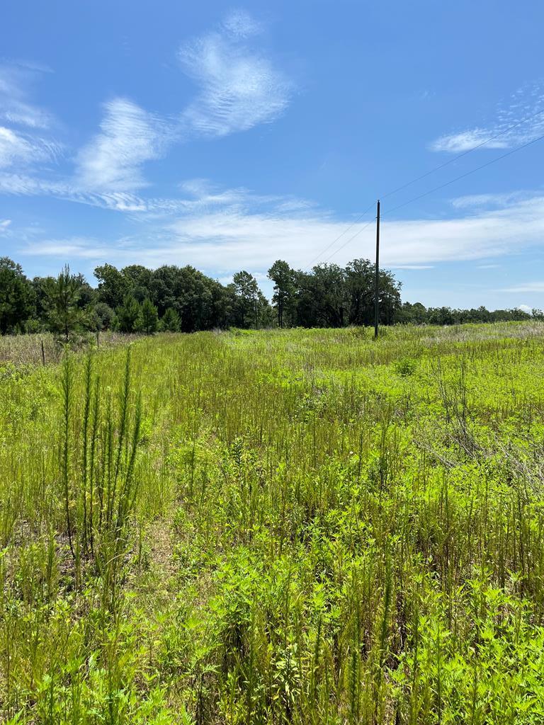 0 State Line Road Cottonwood, AL 36320 - Photo 5 of 12