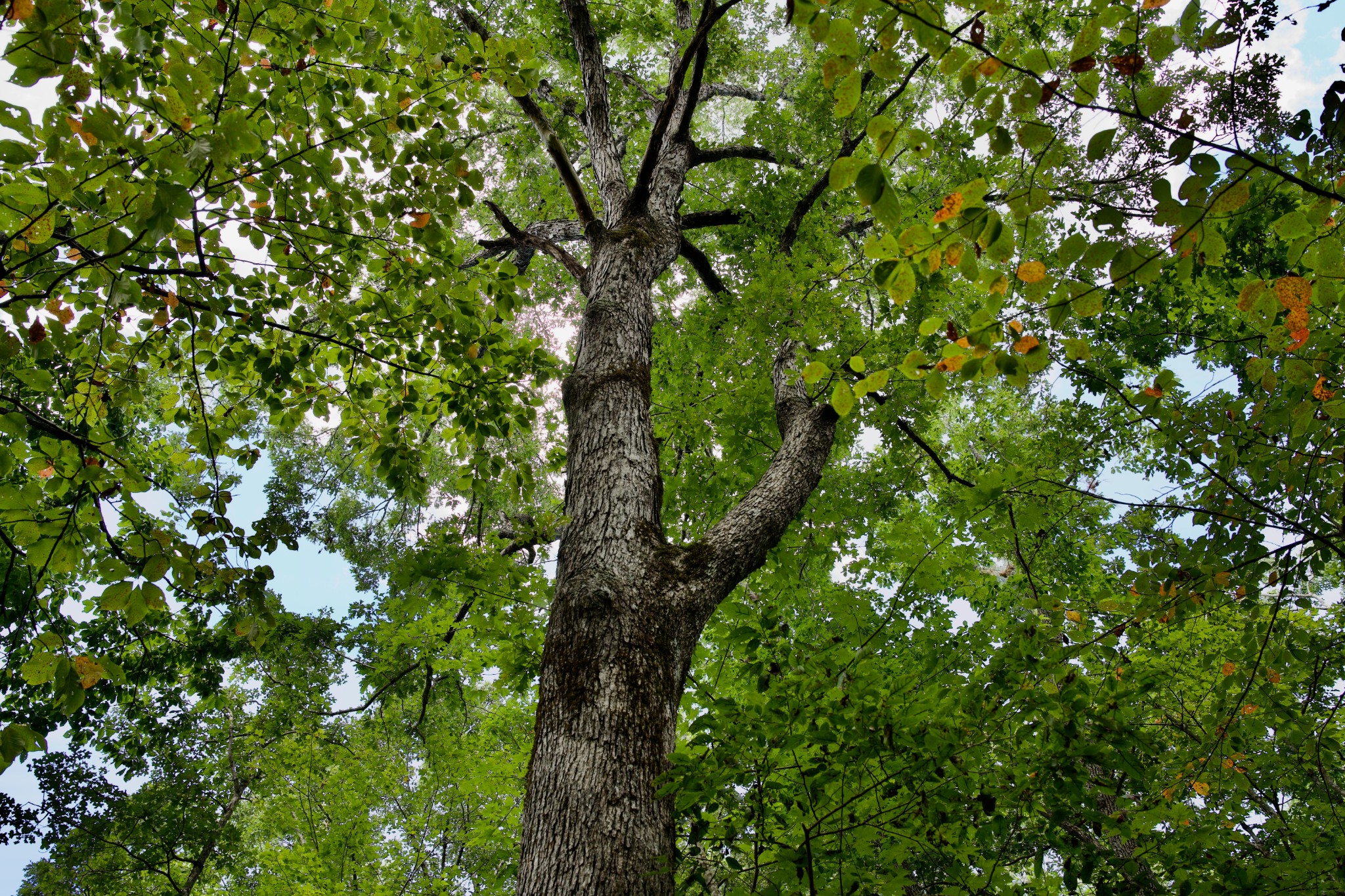 0 Simmons Road Pikeville, TN 37367 - Photo 7 of 24 Gallery Image 7