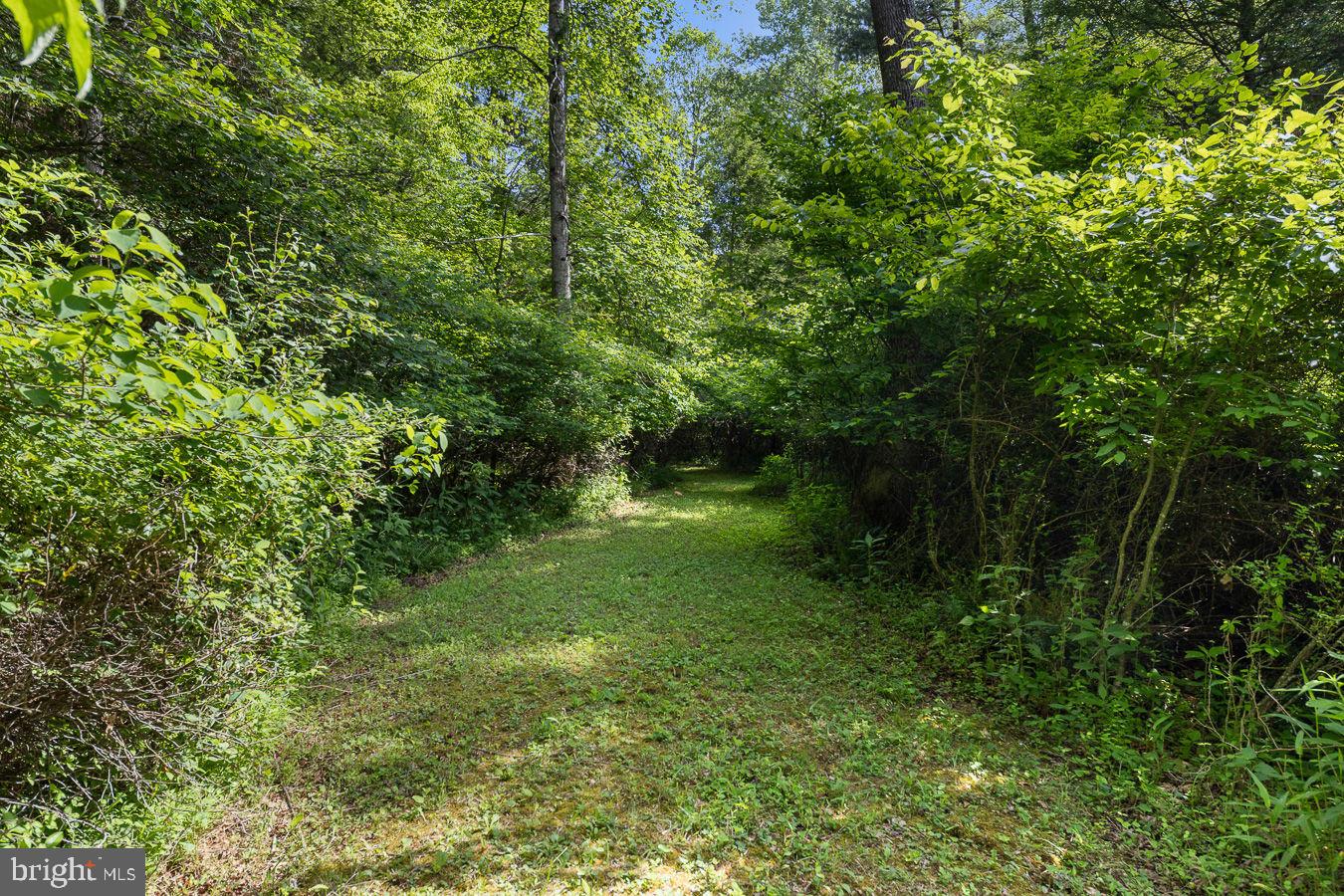 1499 Buggy Ridge Road Mount Jackson, VA 22842 - Photo 28 of 39 Trails throughout the property