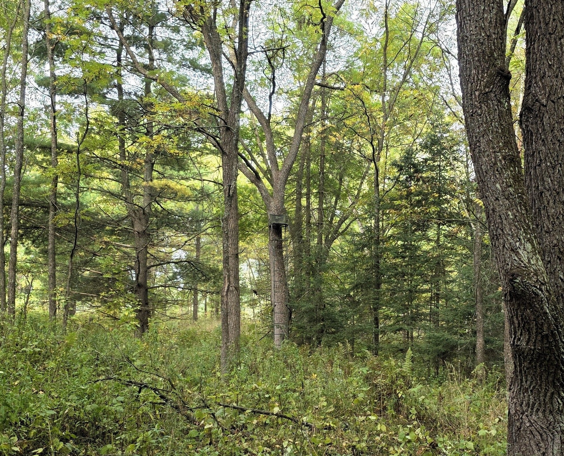 3368 North Sawdust Road Bruce, WI 54819 - Photo 25 of 60 Gallery Image 25