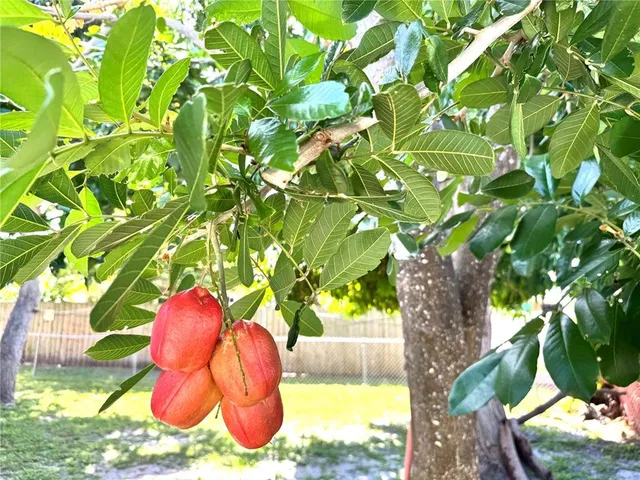 a view of a yard with plants and tree