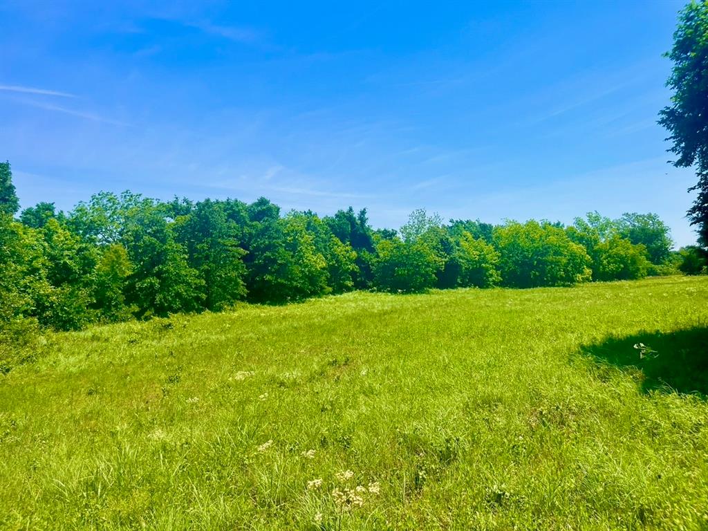Lot 103 Arlow Road Poolville, TX 76487 - Photo 3 of 3 a view of a big yard with a large tree and plants