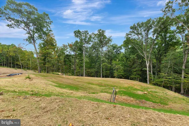 a view of a yard with plants and large trees