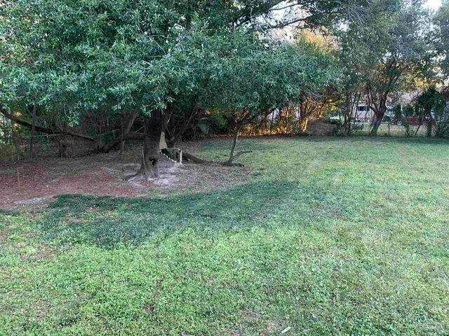 a view of a park with large trees
