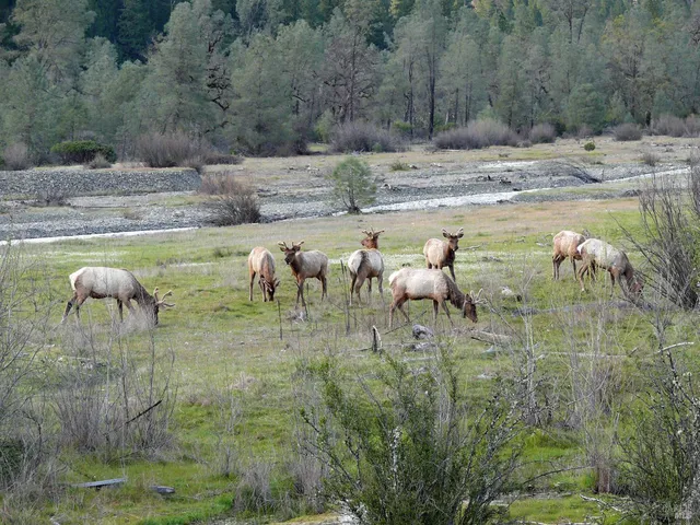 a view of swimming pool with a yard