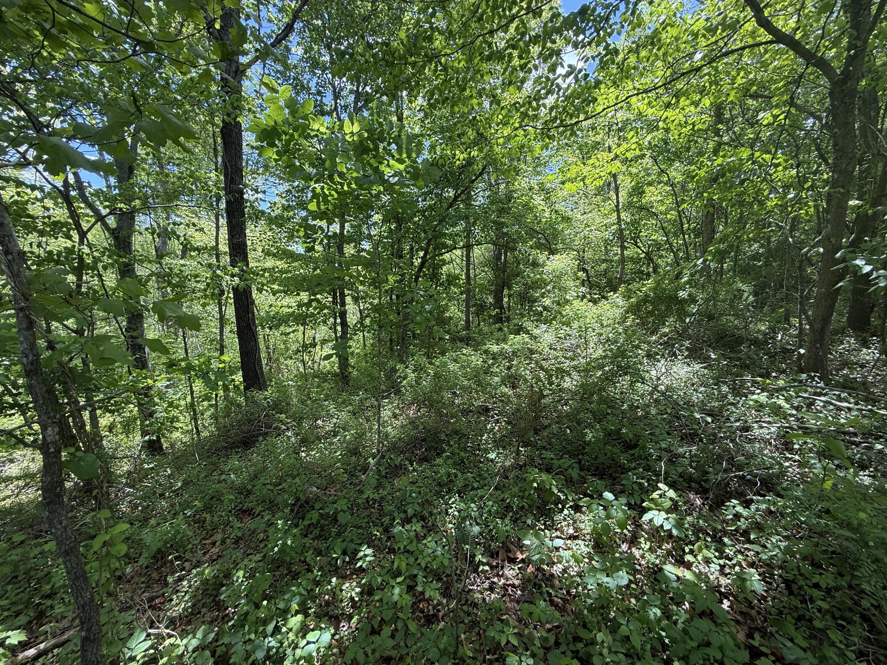 9999 Chestnut Flat Road McKee, KY 40447 - Photo 11 of 16 IMG_9175