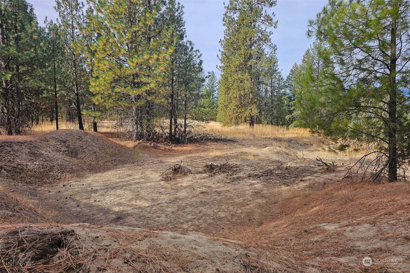745 D Hall Road Colville, WA 99114 - Photo 15 of 27 a view of dirt yard with a large tree