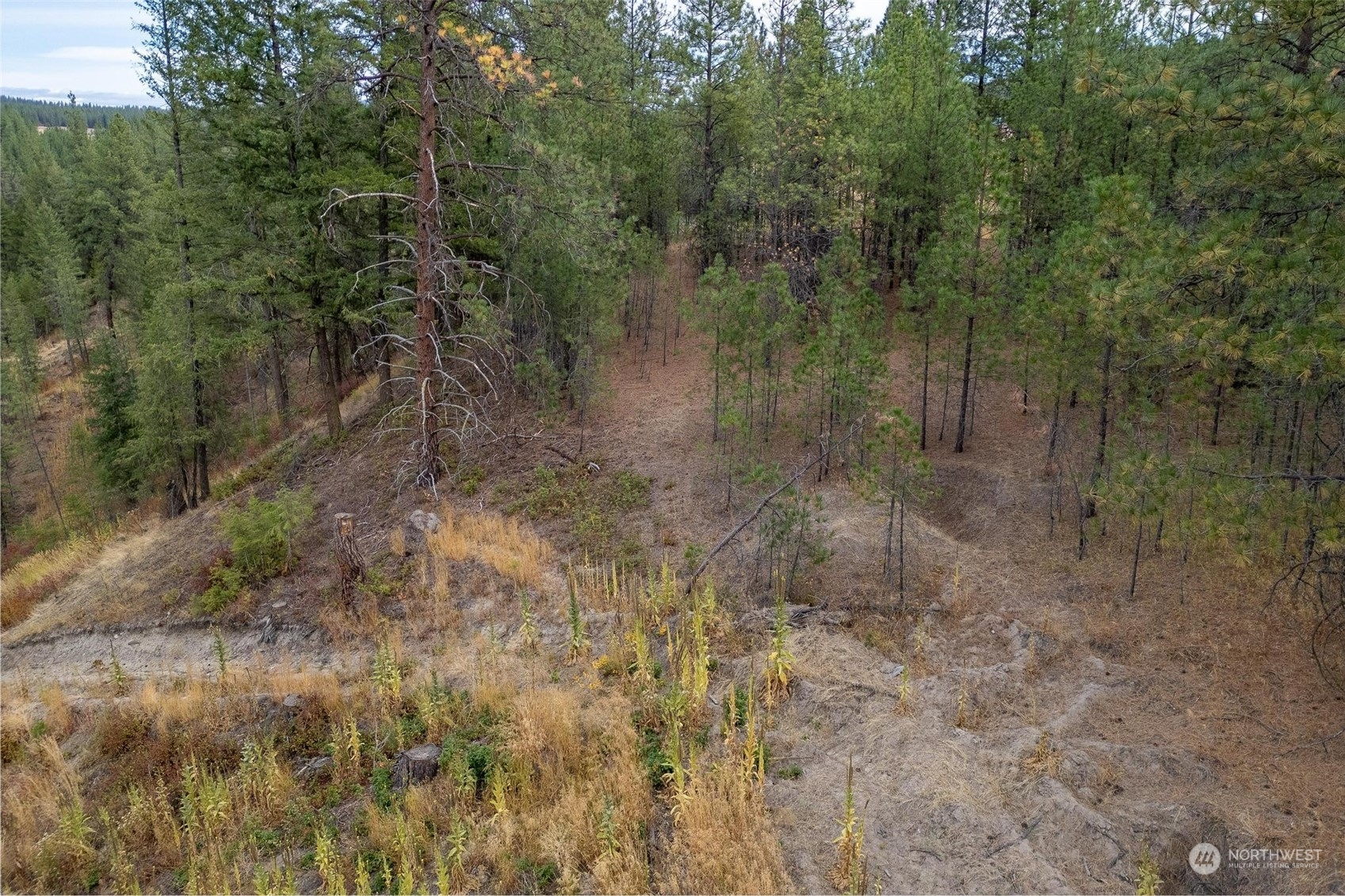 745 D Hall Road Colville, WA 99114 - Photo 25 of 27 a view of a forest with trees in the background