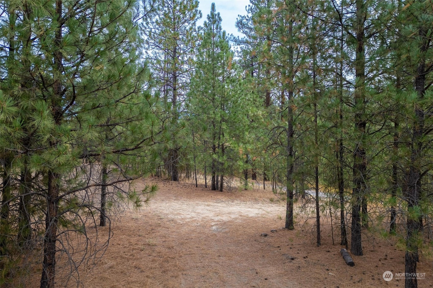 745 D Hall Road Colville, WA 99114 - Photo 7 of 27 a view of outdoor space with lots of trees