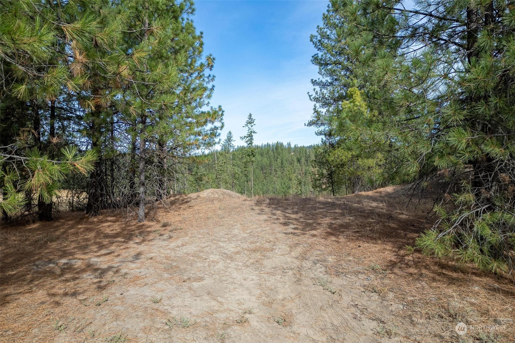 745 D Hall Road Colville, WA 99114 - Photo 8 of 27 a view of a dirt road with trees