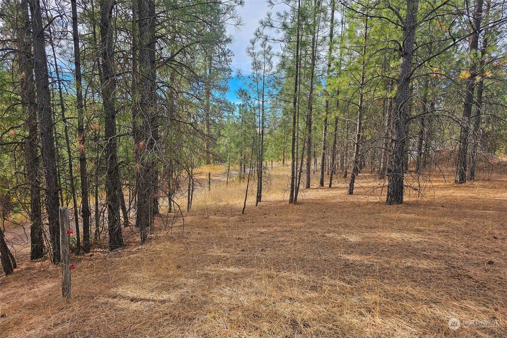 745 D Hall Road Colville, WA 99114 - Photo 9 of 27 a view of road and trees