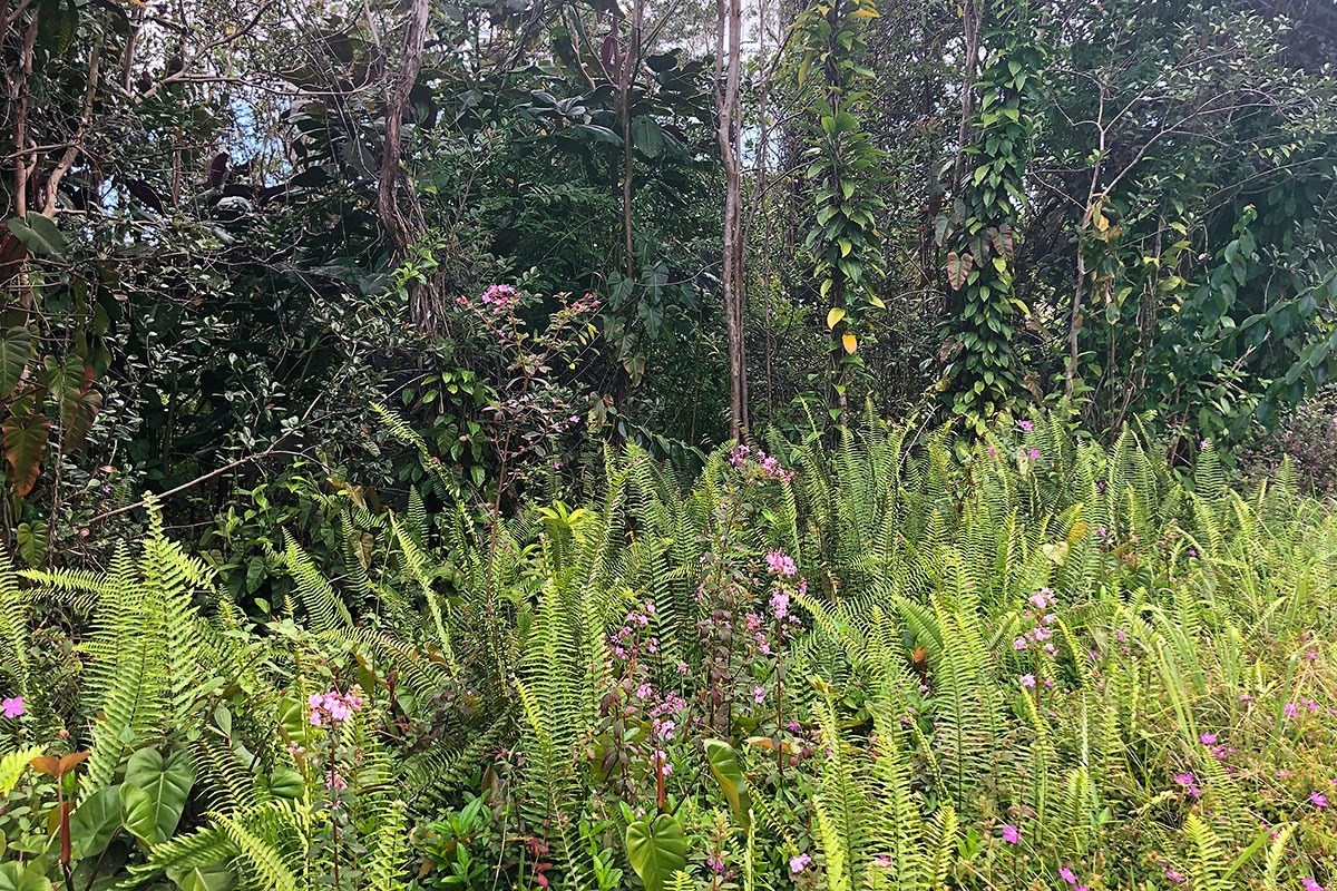 North Kupono Street Pahoa, HI 96778 - Photo 11 of 26 a view of a tree in a garden