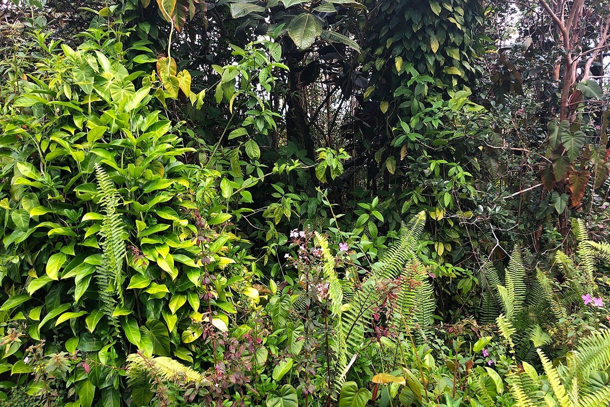 North Kupono Street Pahoa, HI 96778 - Photo 12 of 26 a view of a plant