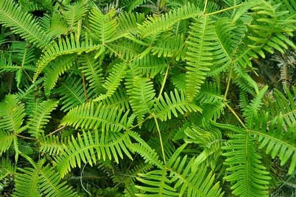 North Kupono Street Pahoa, HI 96778 - Photo 21 of 26 a view of a plant in a garden