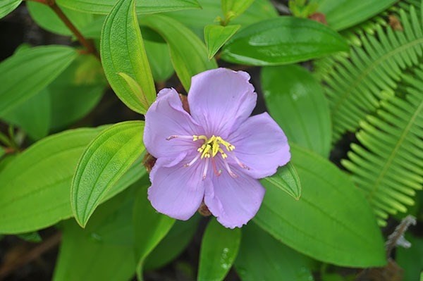 North Kupono Street Pahoa, HI 96778 - Photo 22 of 26 a view of a flower in a garden