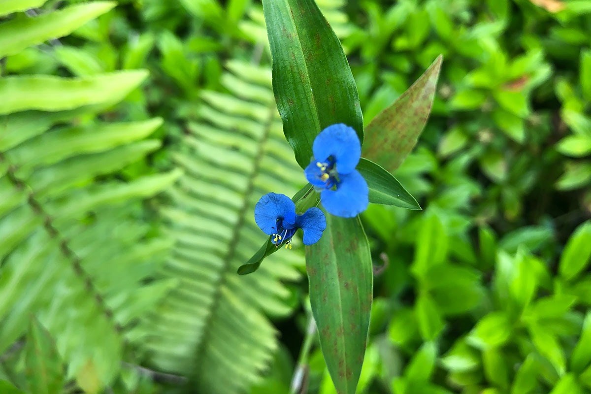 North Kupono Street Pahoa, HI 96778 - Photo 5 of 26 a view of a tree