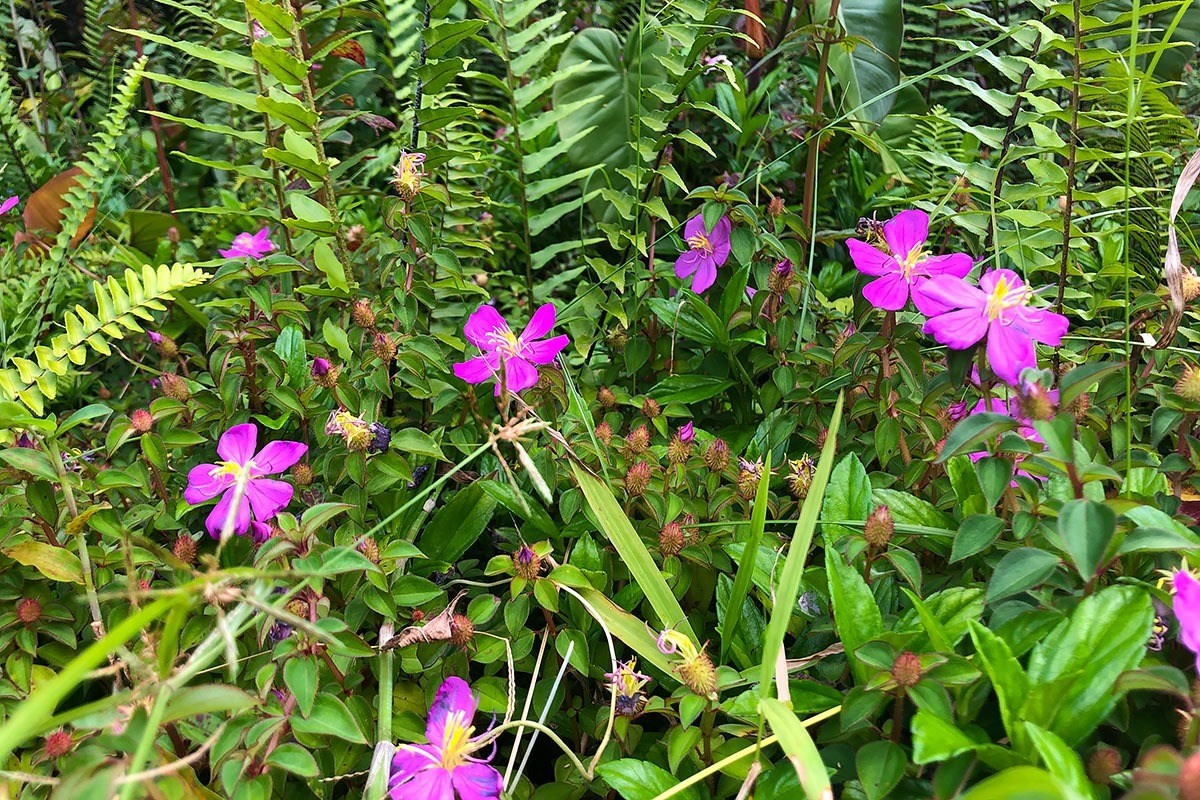 North Kupono Street Pahoa, HI 96778 - Photo 6 of 26 a with lots of flowers