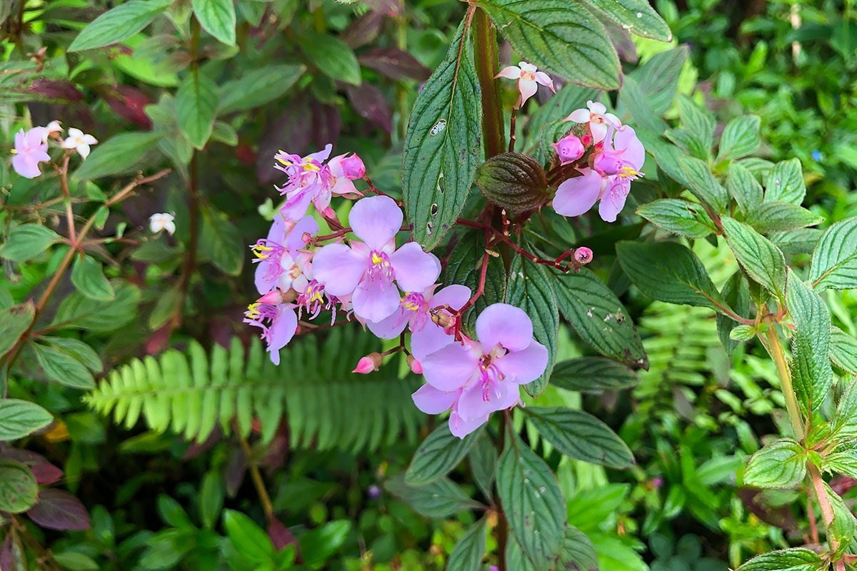 North Kupono Street Pahoa, HI 96778 - Photo 7 of 26 a view of a flower