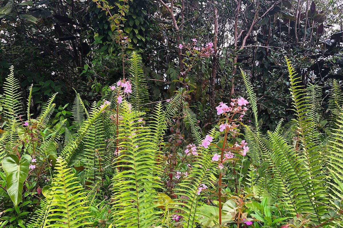 North Kupono Street Pahoa, HI 96778 - Photo 8 of 26 a close up of a flower in a garden