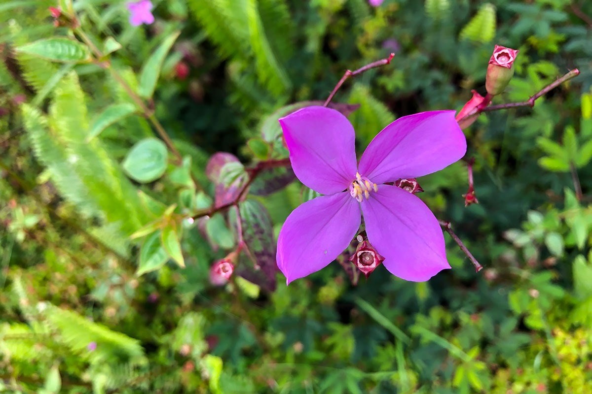 North Kupono Street Pahoa, HI 96778 - Photo 9 of 26 a view of a flower