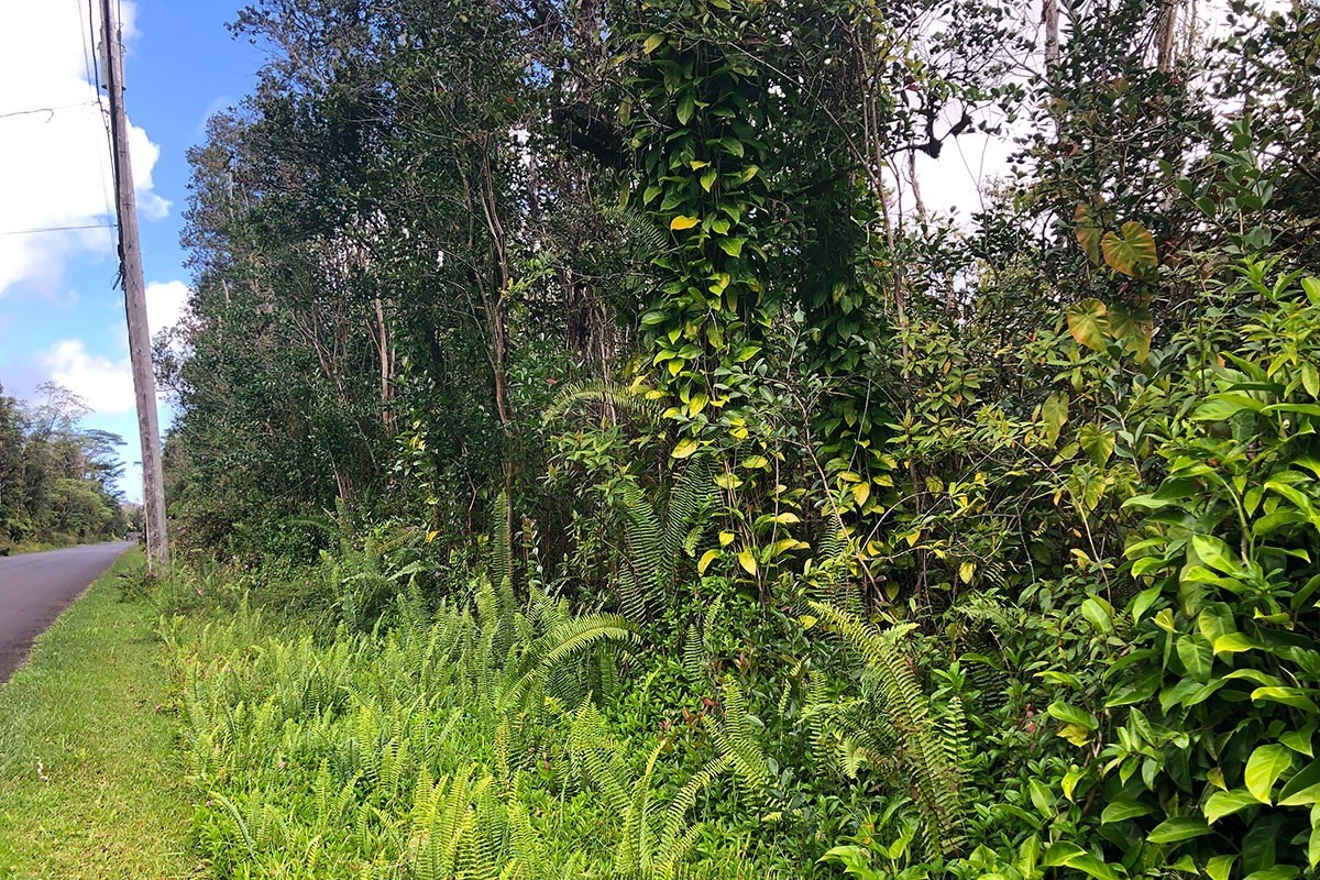 North Kupono Street Pahoa, HI 96778 - Photo 10 of 26 a view of a lush green forest