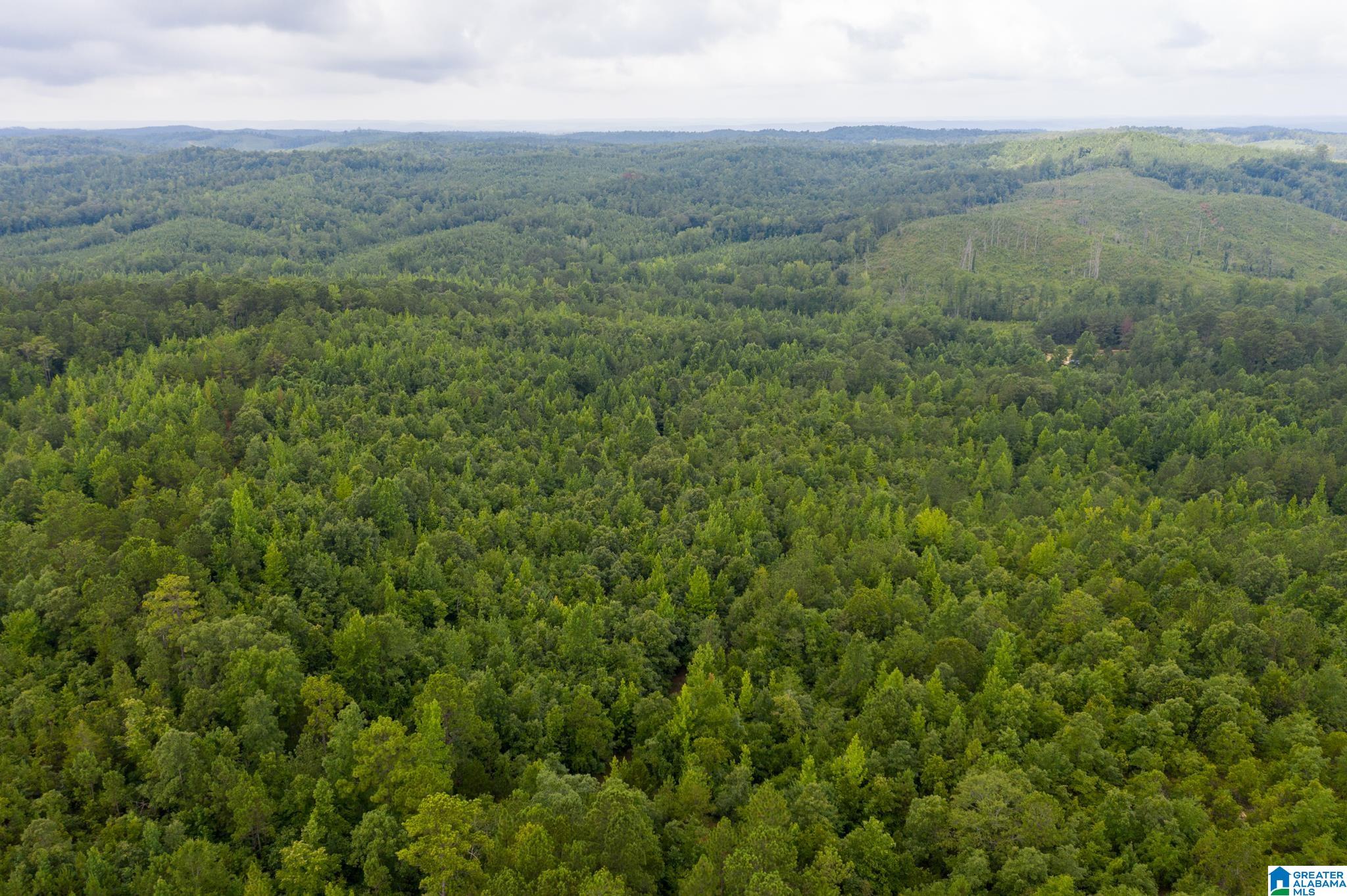 3025 Potato Patch Creek Road Marion, AL 36756 - Photo 5 of 24
