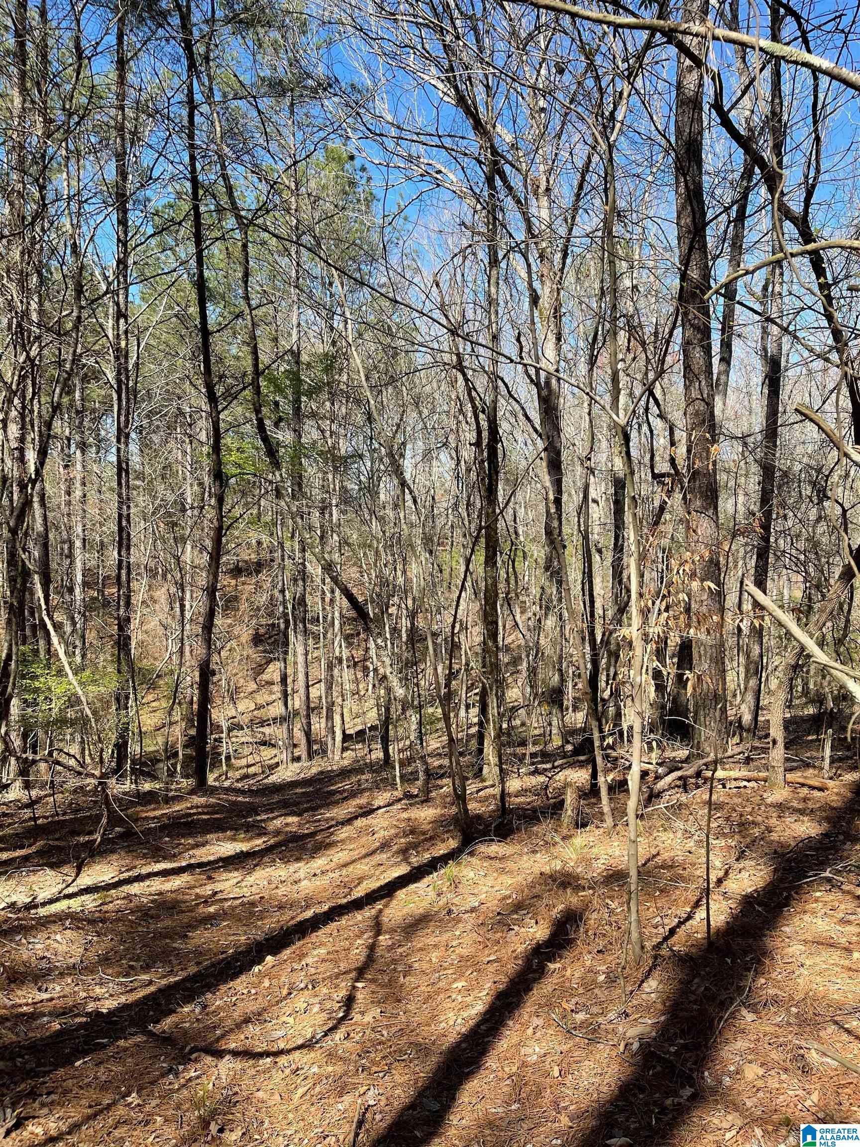 521 Sycamore Road Columbiana, AL 35051 - Photo 7 of 9