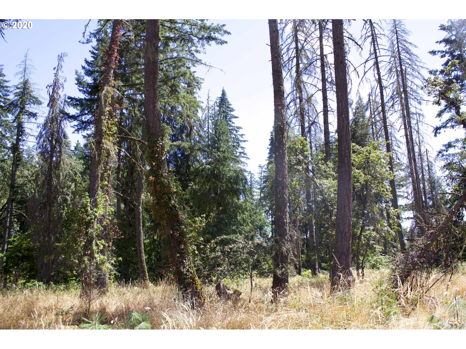 Dillard Loop Eugene, OR 97405 - Photo 11 of 15